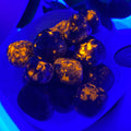 Yooperlite(Emberlite) Tumbles- 1bag