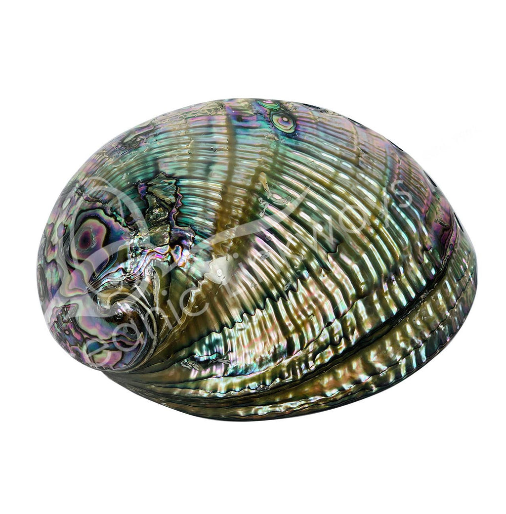 ABALONE SHELL POLISHED ON BOTH SIDES 5-7"