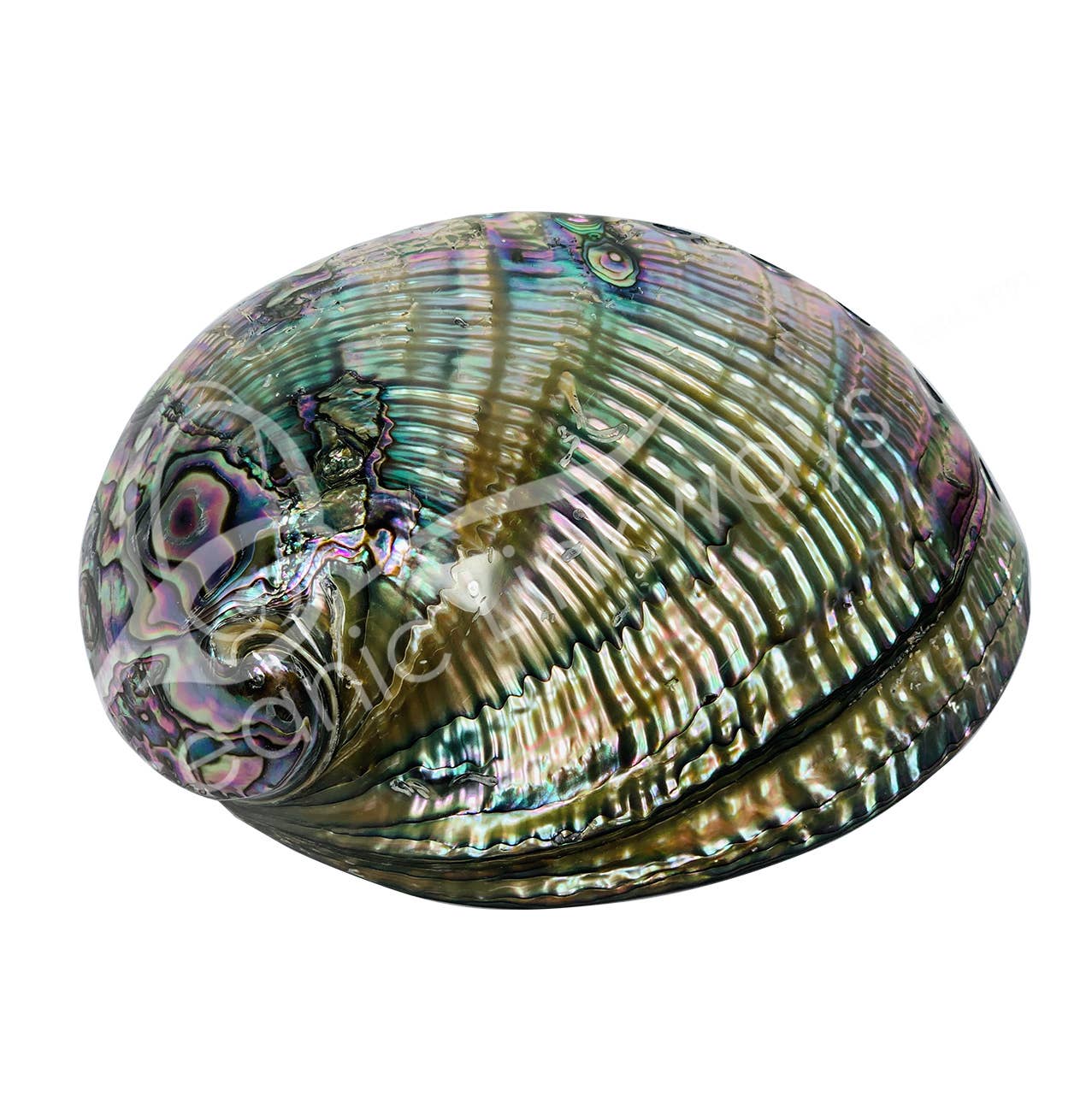ABALONE SHELL POLISHED ON BOTH SIDES 5-7"