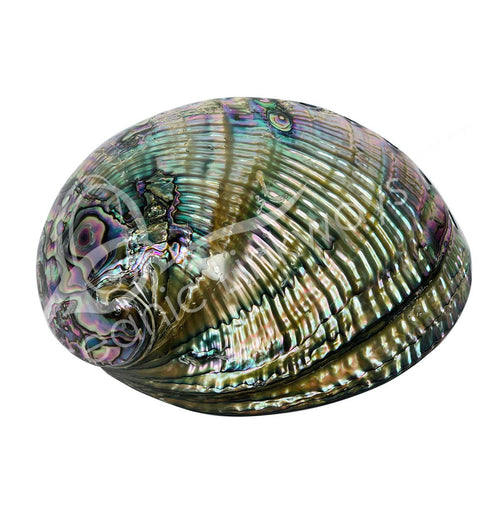 ABALONE SHELL POLISHED ON BOTH SIDES 5-7"