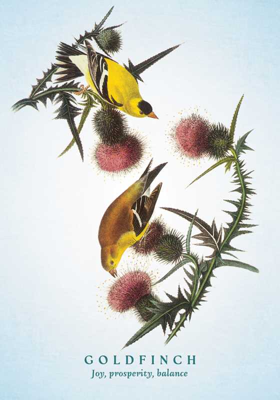 Spiritual Meaning of Birds Oracle Deck by Arin Murphy-Hiscock: Flashcards 50 pages / English