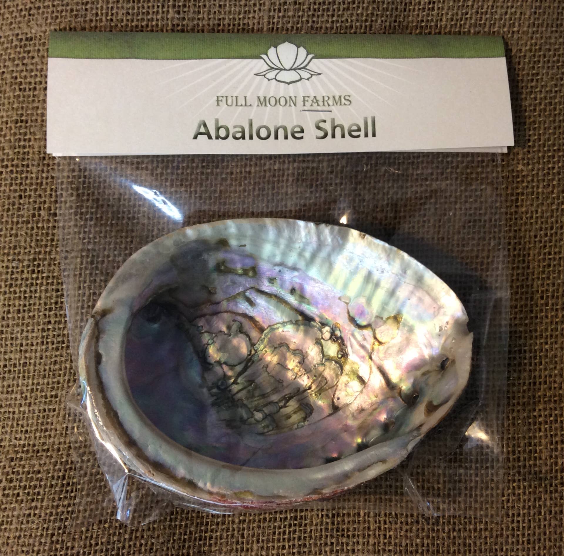 Abalone Shell