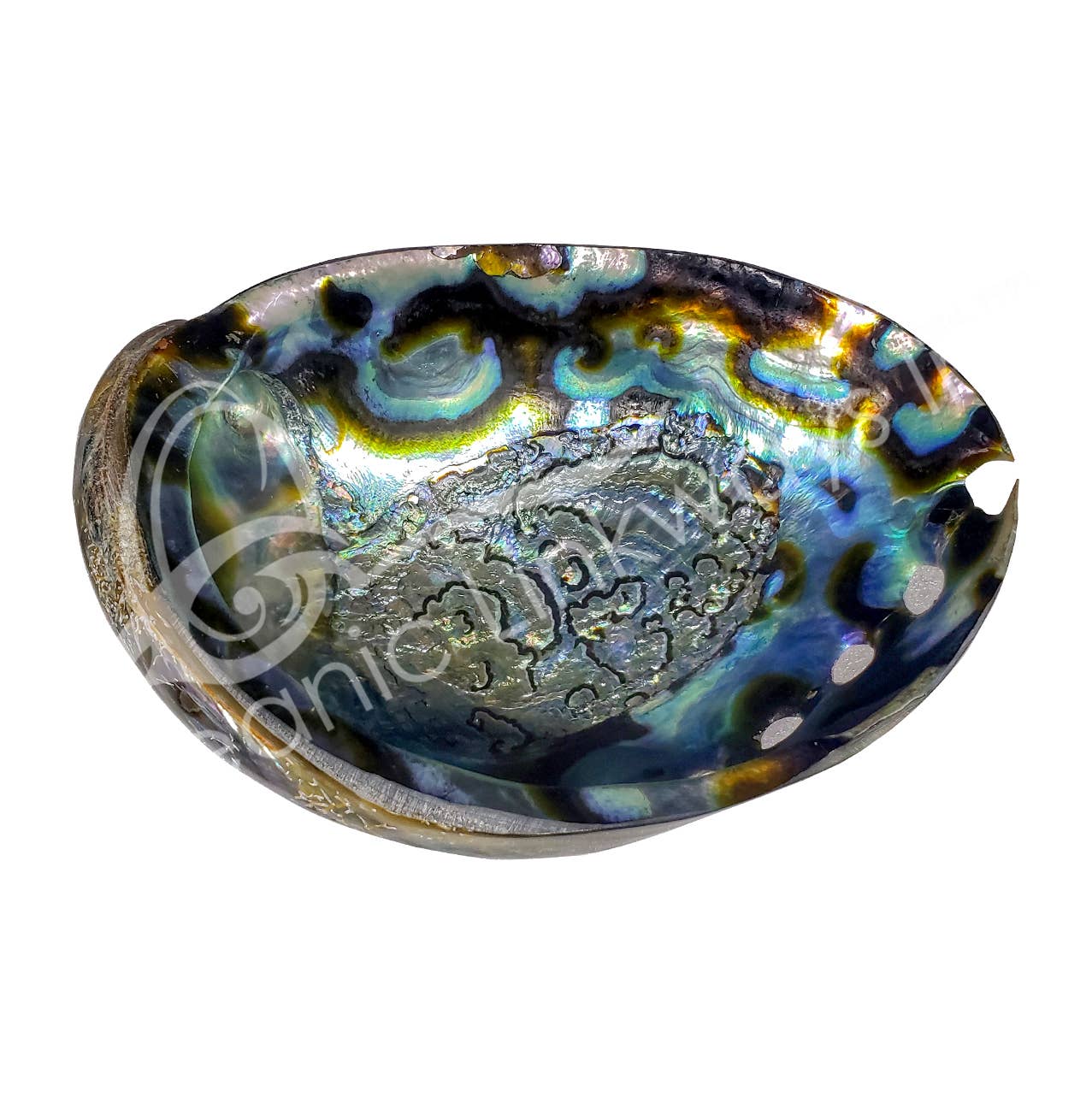 ABALONE SHELL POLISHED ON BOTH SIDES 5-7"