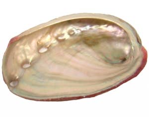 Red Abalone Shell 2-3 inch
