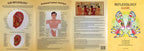 Reflexology Guide