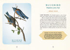 Spiritual Meaning of Birds Oracle Deck by Arin Murphy-Hiscock: Flashcards 50 pages / English