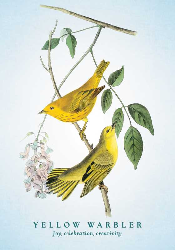 Spiritual Meaning of Birds Oracle Deck by Arin Murphy-Hiscock: Flashcards 50 pages / English