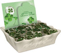 Four Leaf Clover Stone 36pc Prepack