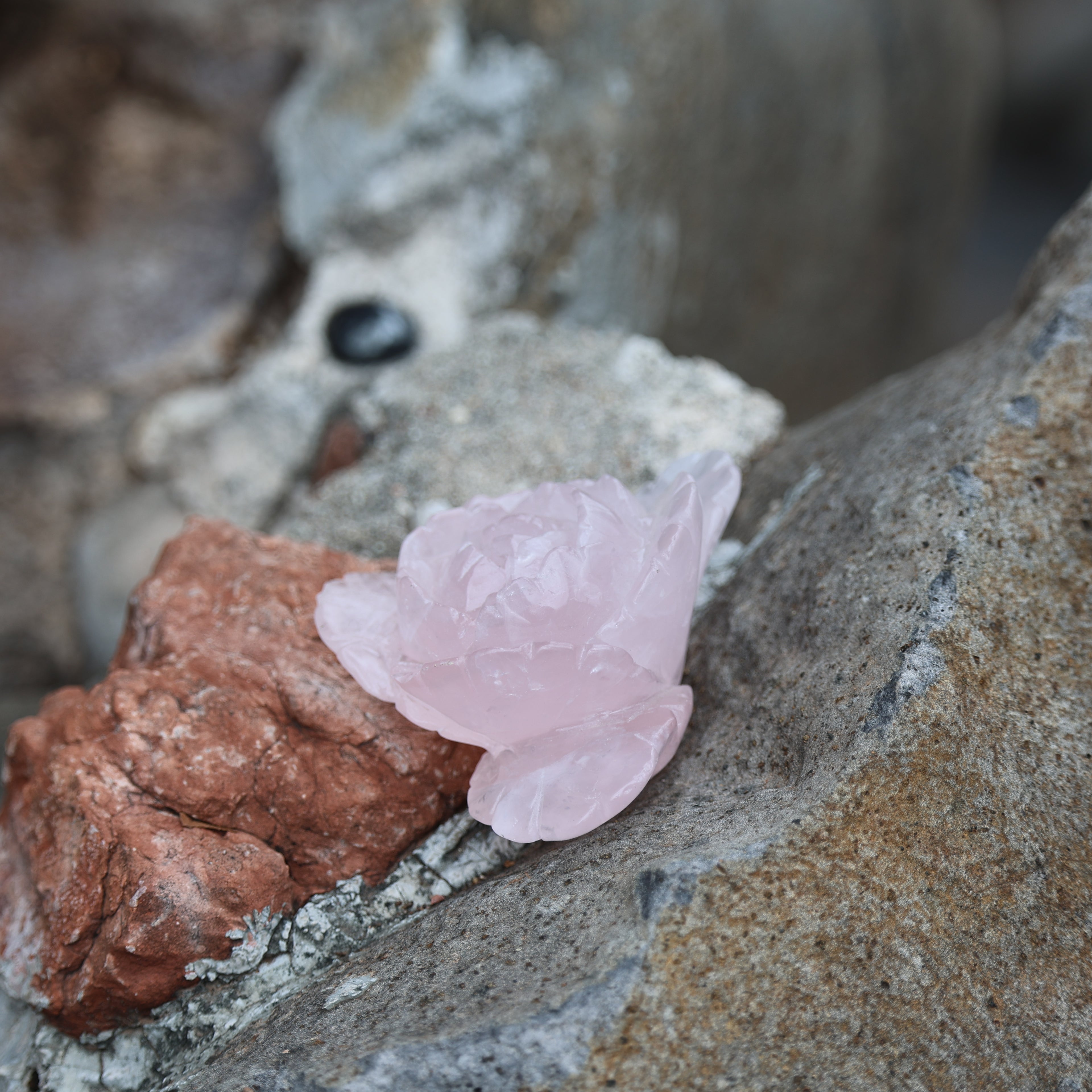 Rose Quartz Rose