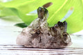 Smoky Quartz Cluster