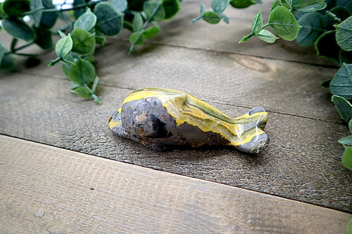 Bumble Bee Jasper Dolphin