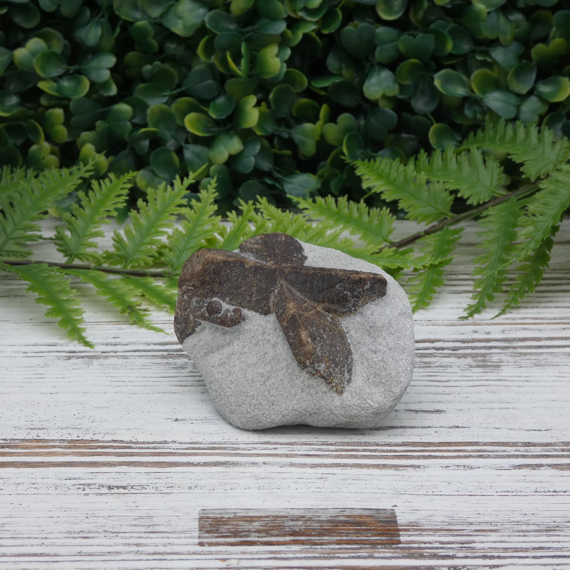 Staurolite (Fairy Stone)