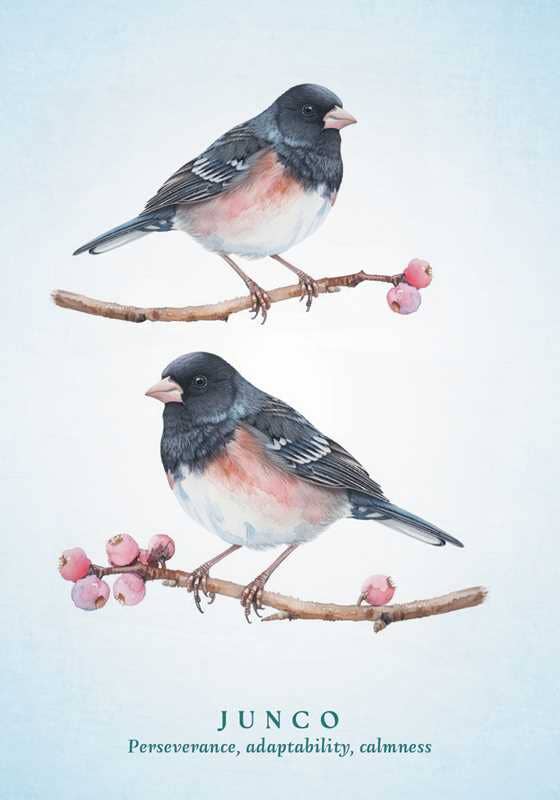 Spiritual Meaning of Birds Oracle Deck by Arin Murphy-Hiscock: Flashcards 50 pages / English