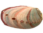 Red Abalone Shell 2-3 inch