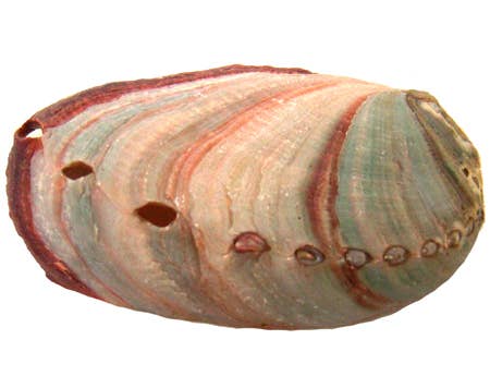 Red Abalone Shell 2-3 inch