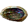 Abalone Smudge Shell