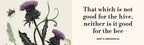 The Illustrated Meditations